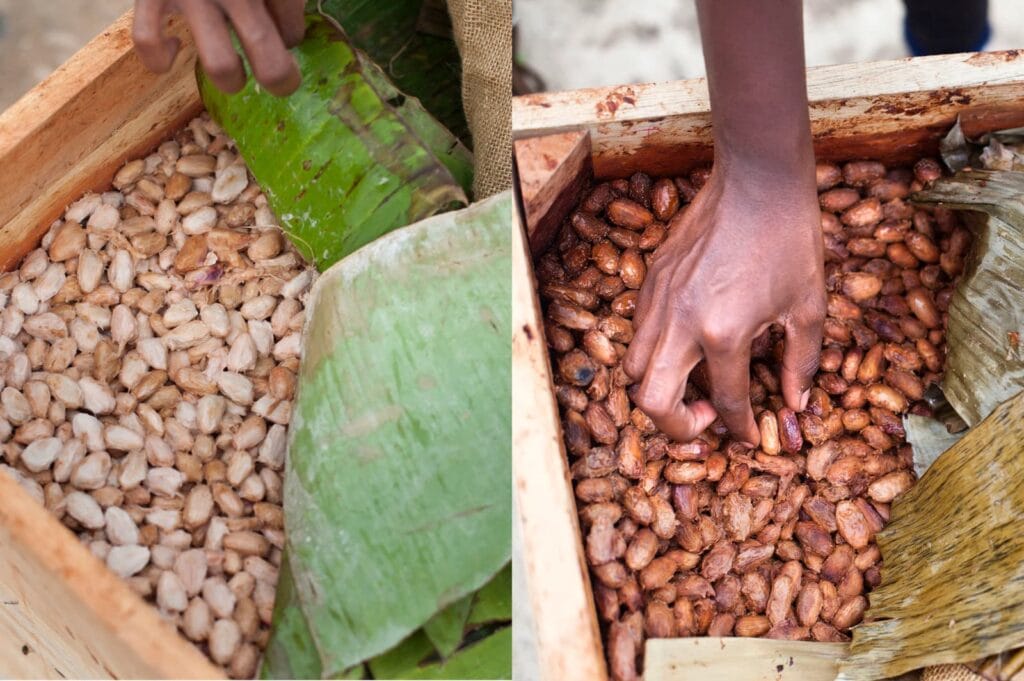 Barrel of fresh cacao beans on the left and fermented brown cacao beans on the right.