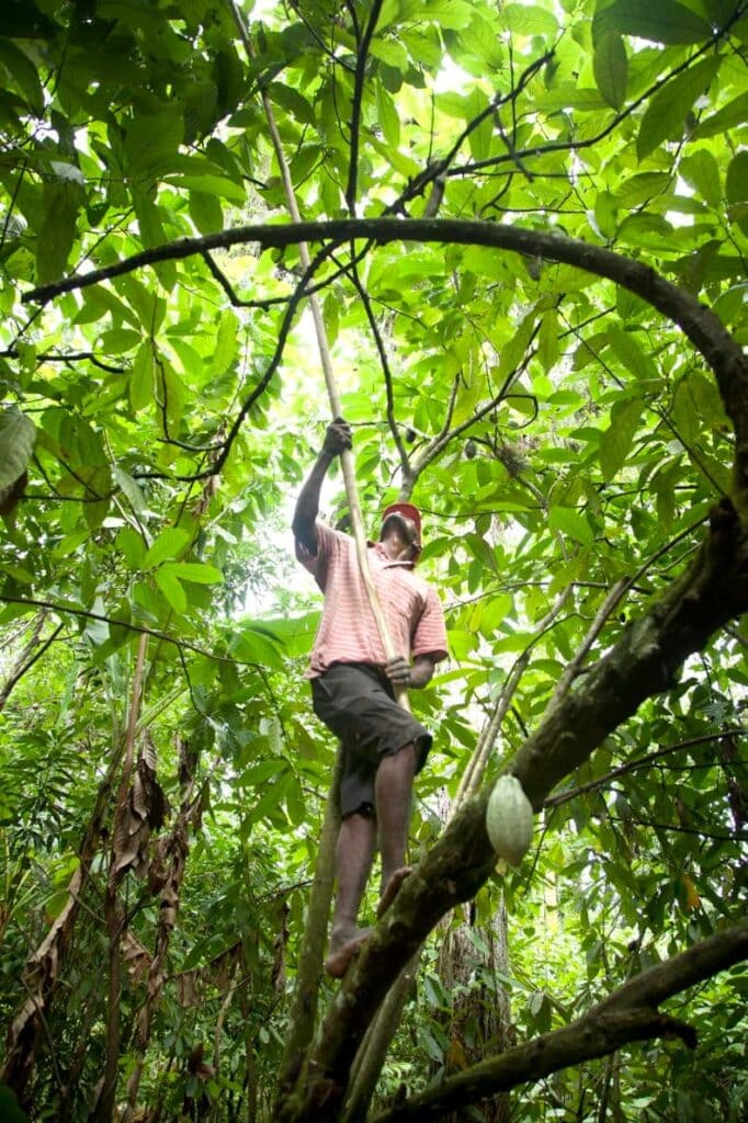 A man climbing a tree and reaching a long pole up into the leaves.