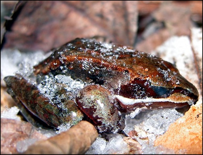 A cooper-orange frog with brown and white stripes is curled up on ice-dappled leaf litter. The frog's eyes are closed, and its arms and legs are rigidly tucked under its body, almost as if it's dead. A transparent layer of ice coats the frog's skin, but some larger chunks of white ice are distributed across the frog's body.
