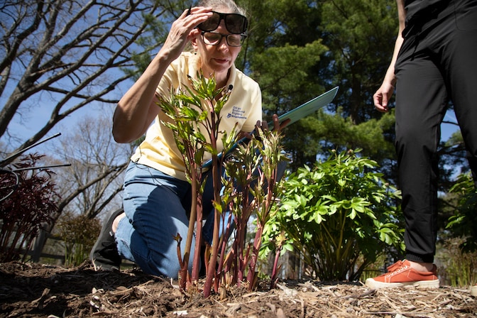 Nancy Love kneels down to observe a young peony plant for flower buds in the Nichols Arboretum, located in Ann Arbor, Michigan. 
