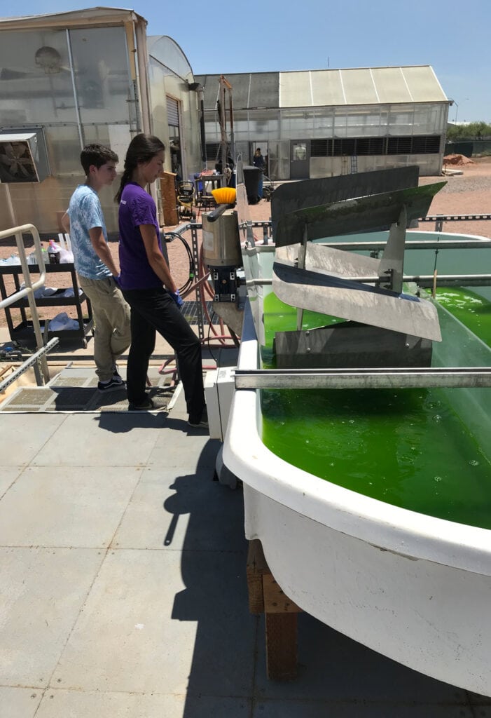 Students stand over green experimental ponds