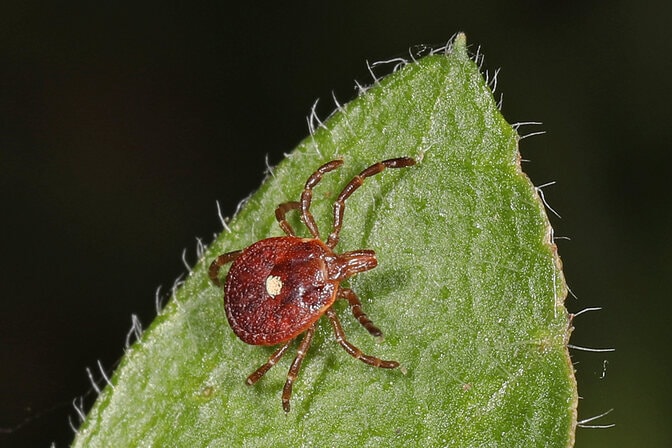 A lone star tick, brown with a white spot on its back, sits on a green leaf.