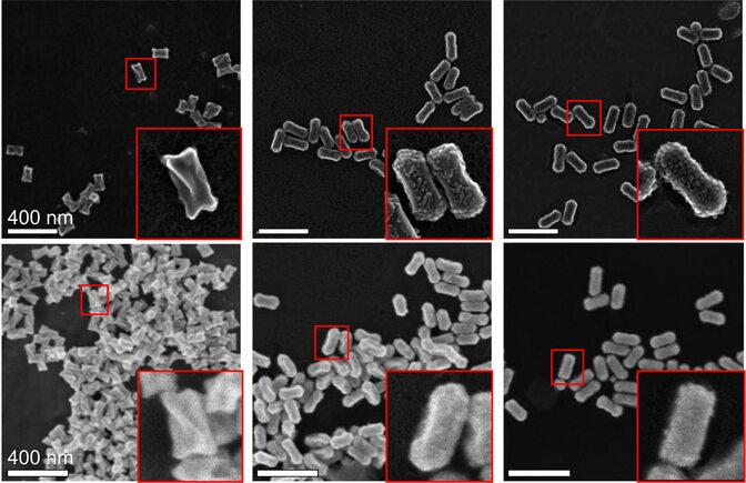  In the top row of images, the grooves, bumps, and nodules scattered on the surface of nanorods can be clearly seen. In the bottom row of images, the nanoparticles look more like a gray silhouette, with only a few surface features visible.