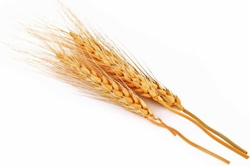 Image of winter barley against a white background.