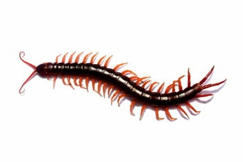 Image of a garden centipede against a white background.