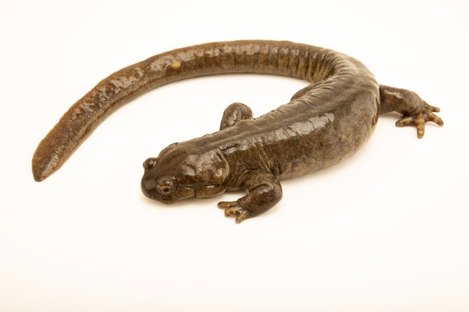 Image of a Siberian salamander against a white background.