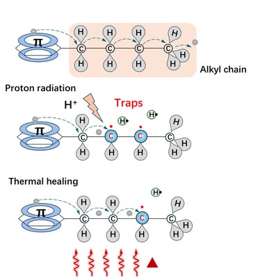 The organic molecule is represented with a pair of stacked blue rings with a hexagon between them and a pi symbol. Stretching to the right is a chain of four carbon atoms, each with a hydrogen atom above and below, and a third hydrogen on the outermost carbon. When the molecule is complete, a gray electron hops from carbon to carbon. Proton radiation, represented with a lightning bolt, separates one hydrogen atom from each of the middle two carbon atoms. This leaves each carbon with an unpaired electron, so the electron can't pass. But with heat, the carbon can re-capture the hydrogen atom, enabling electrons to pass along the chain again.