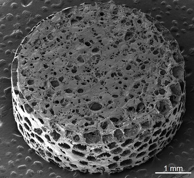 Scanning electron microscopy image: The short, cylindrical implant resembles a sea sponge with many irregular oval pores. A 1 millimeter scale bar in the right hand corner denotes a 5 millimeter diameter and 2 millimeter height.