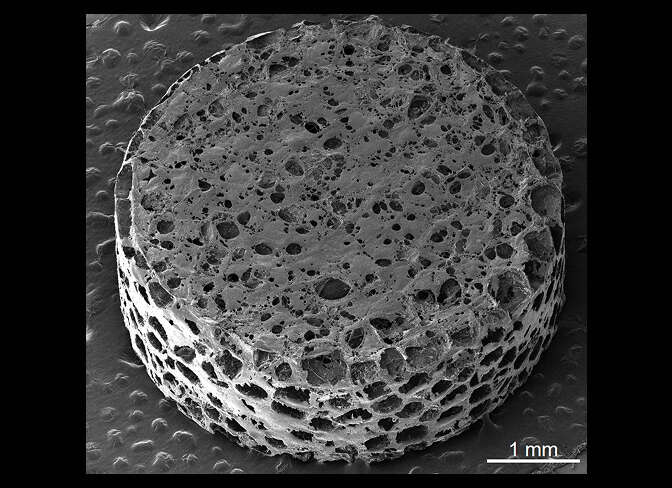 Scanning electron microscopy image: The short, cylindrical implant resembles a sea sponge with many irregular oval pores. A 1 millimeter scale bar in the right hand corner denotes a 5 millimeter diameter and 2 millimeter height.