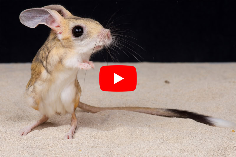 Youtube link preview to: Studying a hopping mouse to advance bipedal robots