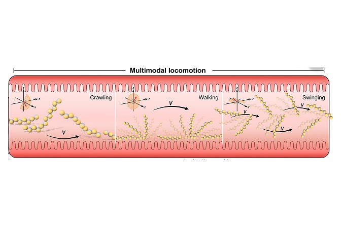 Schematic of the inside of an intestine titled multimodal locomotion. Three panes illustrate crawling, walking and swinging. Within each pane, a chain of circular microrobots illustrates movement from left to right.
