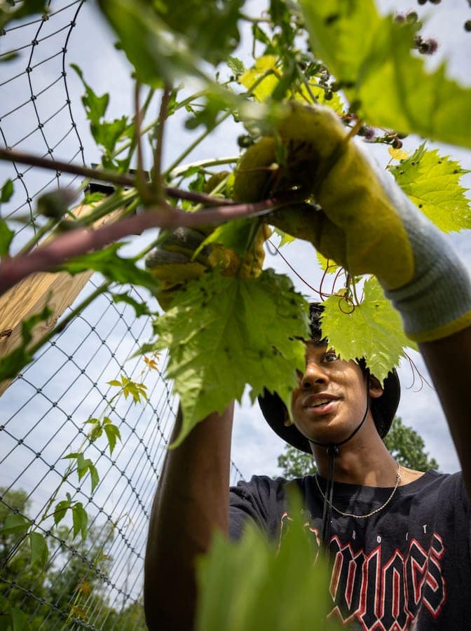 A young man untangles a wild grape vine from a fence.