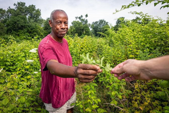 A man stands in a patch of raspberry brambles while holding out a sprig of mint. The hand of another person standing out of frame reaches out to touch the mint.