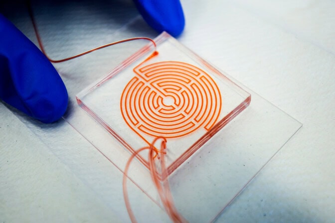 The channels in a clear chip form a round, maze-like pattern. Blood in the chip makes the maze appear bright red.