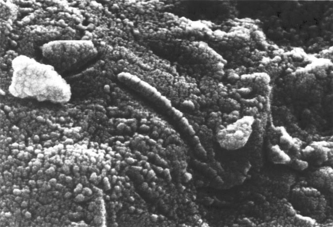 A grayscale image shows rods and clusters of dimples protruding from the surface of a rock. The features resemble bacteria cells.