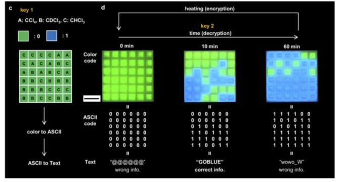 Four side-by-side six-by-six grids demonstrate phosphorescent data encode. Grid one, key: All squares are green, and each is labeled A, B, or C to denote whether they receive carbon tetrachloride, deuterated chloroform or chloroform respectively. Green means 0, blue means 1. Grid two, 0 minutes: All squares glow green, all denote 0, converted to text by ASCII code reads “@@@@@@,” which is incorrect. Grid three, 10 minutes: 15 of the 36 squares glow blue. The grid represents 0s and 1s, converted to text reads the correct information, “GO BLUE.” Grid four, 60 minutes: 29 squares glow blue and 7 glow green. Converted to text reads the incorrect information, “wowo_W.”