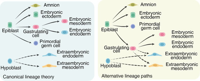 In the first panel, labeled canonical lineage theory, epiblasts may become amnion, embryonic ectoderm, gastrulating cells, and primordial germ cells. Gastrulating cells go on to become embryonic mesoderm and embryonic endoderm. Hypoblast cells can become extraembryonic endoderm and extraembryonic mesoderm. In the second panel, labeled alternative lineage paths, the epiblasts and hypoblasts lead to the same pathways. However, the gastrulating cells may also become extraembryonic endoderm and extraembryonic mesoderm.