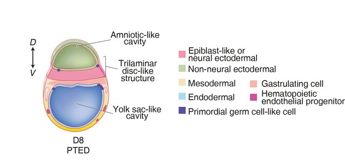 A roughly egg-shaped illustration shows the amniotic cavity in the top quarter, followed by the three-layered structure just below. The bottom half is the yolk-sac-like cavity. The cells like early blood cells appear in the tissue that makes up the bottom half of the yold-sac-like structure, while the early reproductive cells appear at the outer edges of the body plan, bordering the yolk sac.