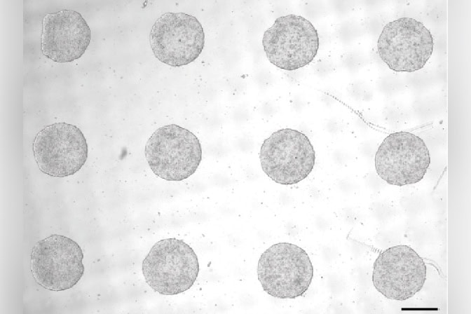 The stem cell colonies appear as gray speckled circles with slightly irregular borders in an evenly spaced 3x4 array.