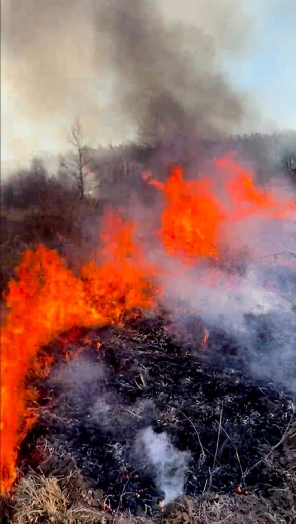 Flames and thick smoke rise from burning dry grass and brush during a prescribed fire in a forested area.