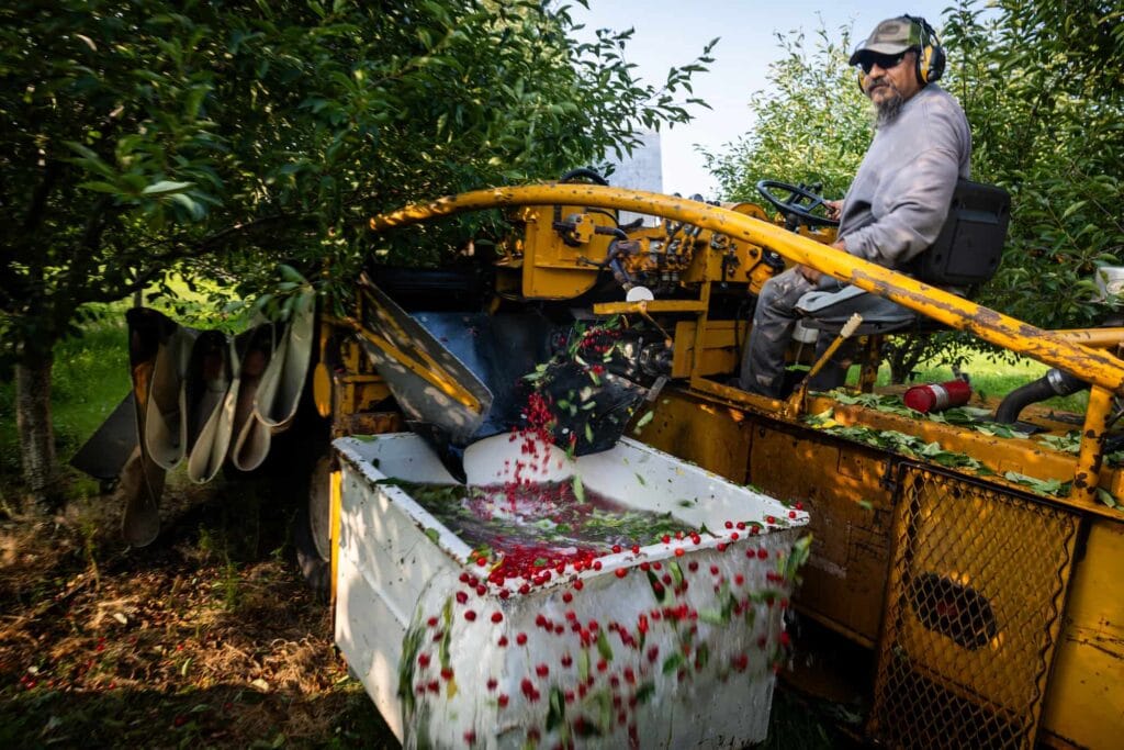 A worker operates a mechanical cherry shaker harvesting tart cherries into a catch bin.