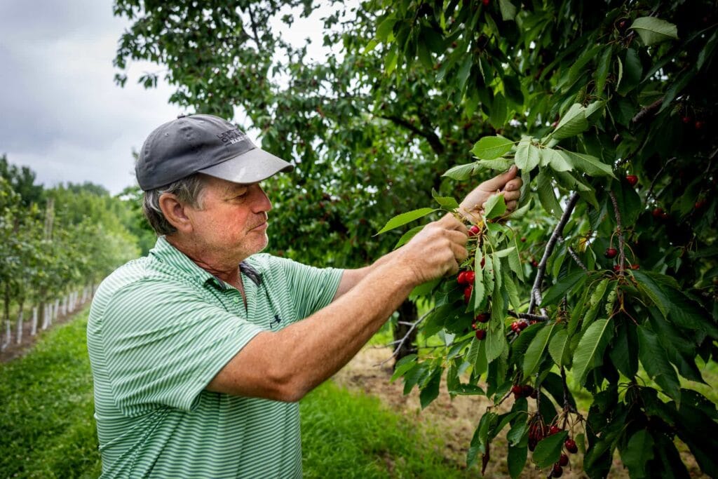 John Lyon examines ripe tart cherries growing on a tree.