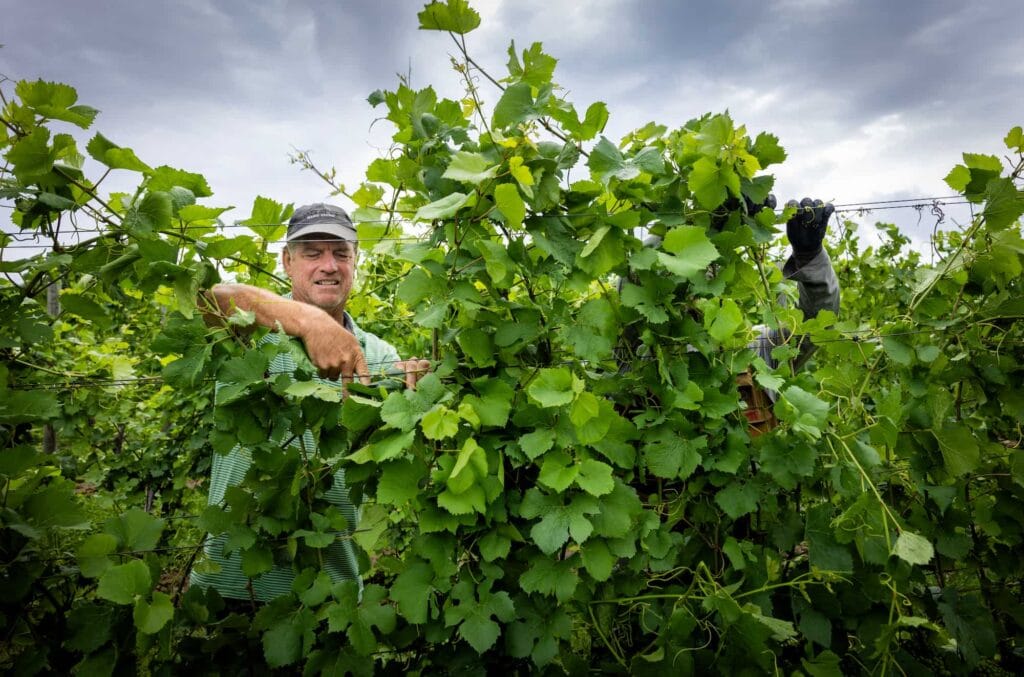  Lyon and a worker prune and trellis rows of grapevines at Lyon Farm and Vineyards