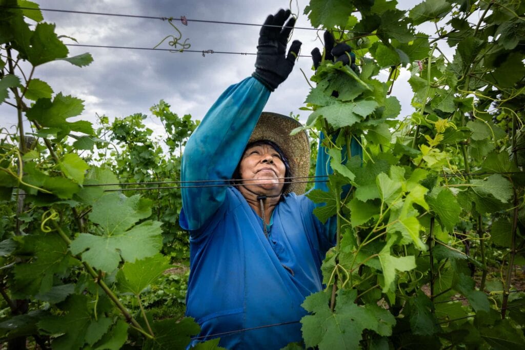 A farm worker reaches into grapevines to prune and trellis clusters of wine grapes.