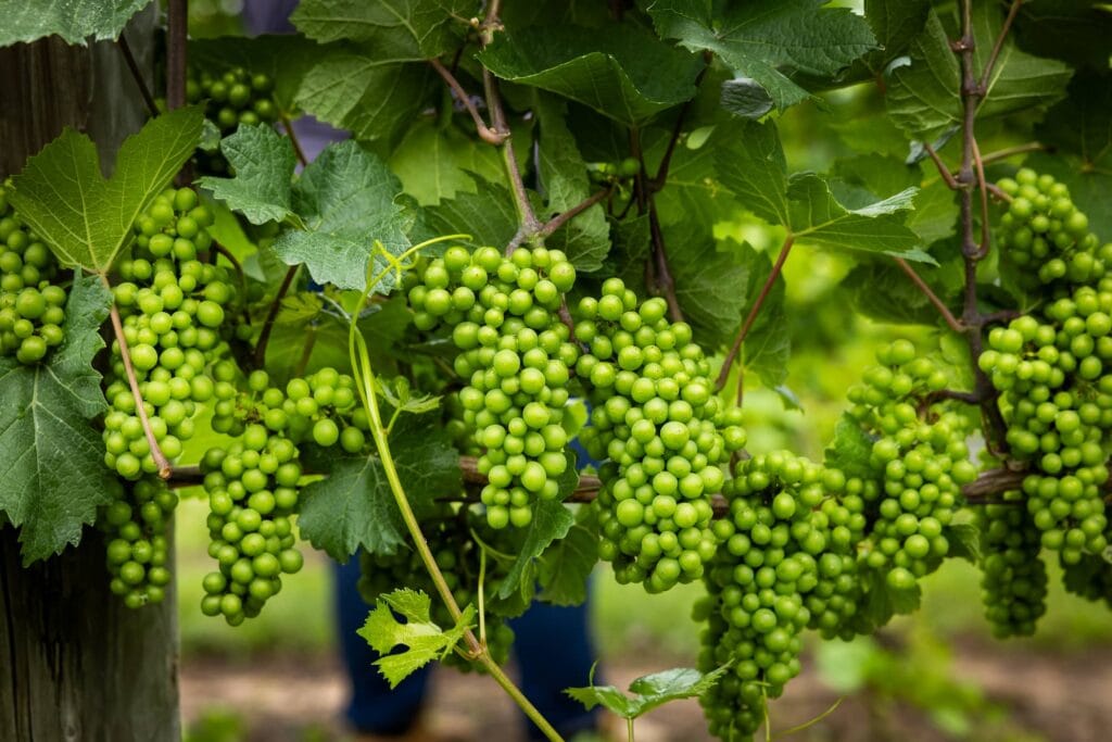Close-up of green wine grapes ripening on the vine.
