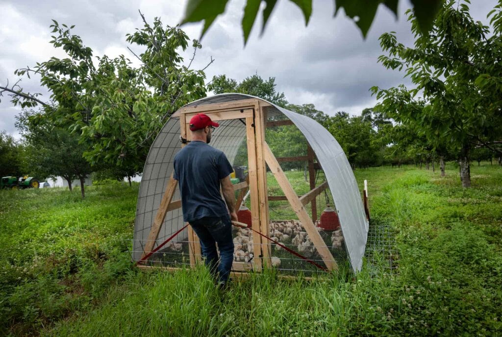 Chris Lyon pulls a mobile chicken coop in an orchard at Lyon Farm & Vineyards.