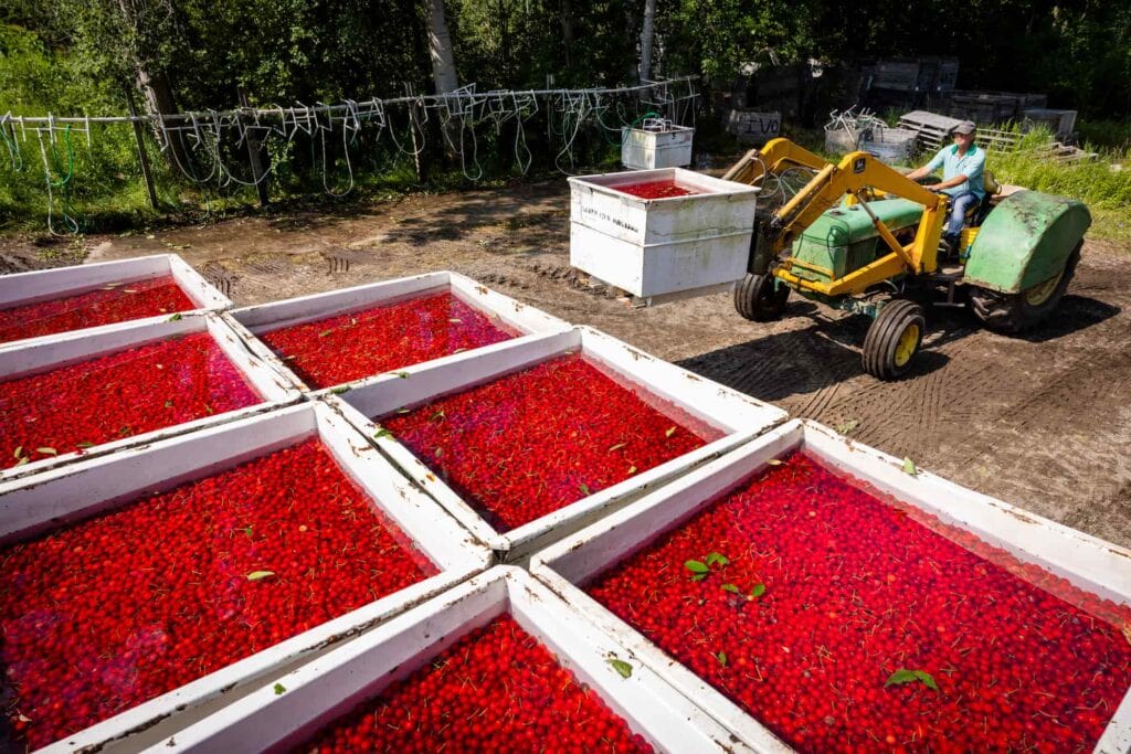 Tractor loads large bins of freshly harvested tart cherries onto a truck for transport.