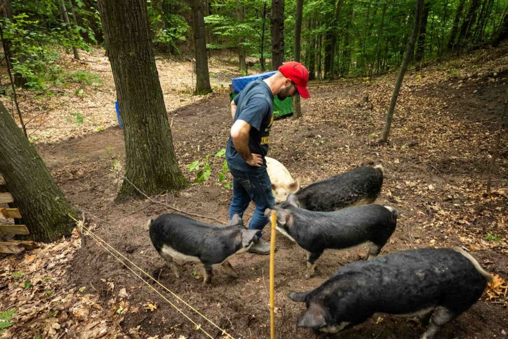 Chris Lyon checks on the pigs in a wooded enclosure on the family farm.