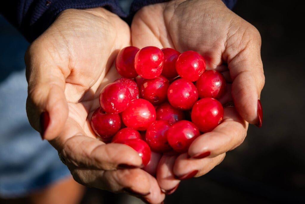  Close-up of two hands holding a mound of freshly harvested tart cherries.