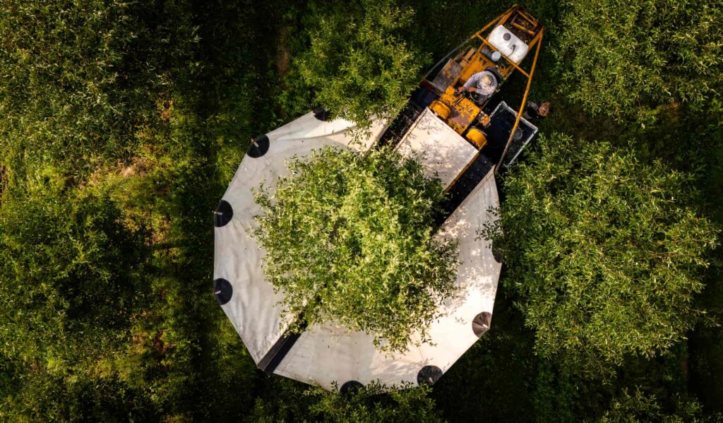 Aerial view of a mechanical cherry harvester collecting fruit.