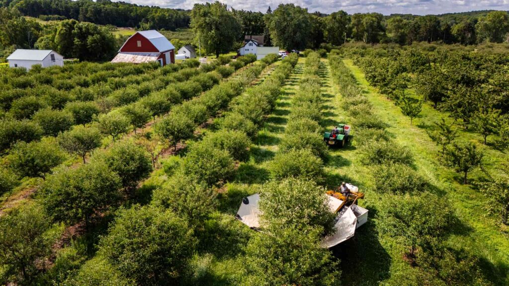 Aerial view of workers harvesting tart cherries among rows of orchard trees at Lyon Farm & Vineyards.