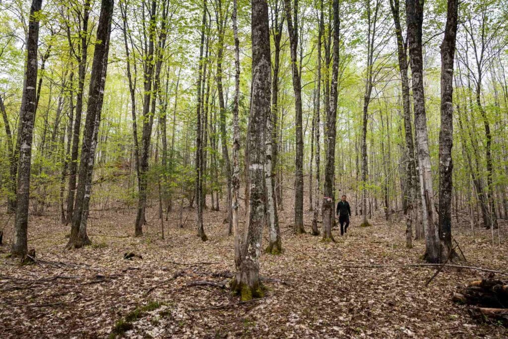 A mixed hardwood forest on Pete Cook's property near Marquette, with tall trees and a leaf-covered forest floor.