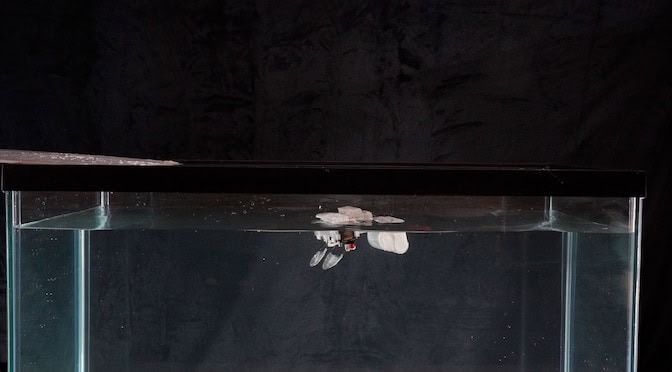 The robot floats at the top of the water, loops pushed backward beneath the surface.