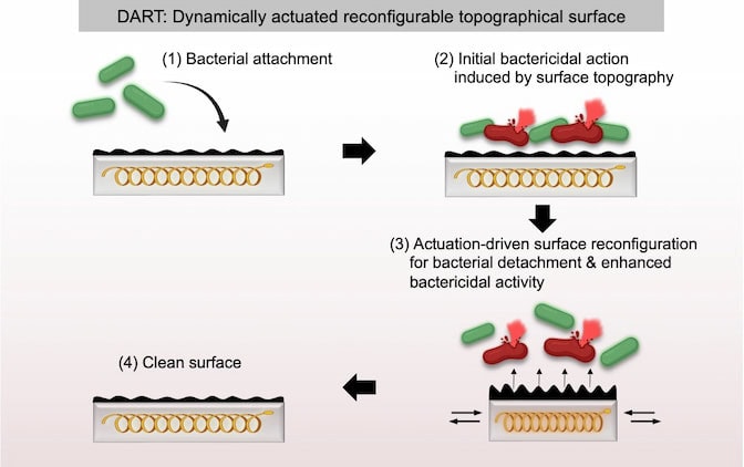 four-panel flow chart of the dynamically actuated reconfigurable topographical surface. 1: Bacterial attachment: green, oblong bacteria attach to the nano-wrinkled surface. 2: Initial bactericidal action induced by surface topography: some of the bacteria are punctured and turn red, others remain green. 3: Actuation driven surface reconfiguration for bacterial detachment & enhanced bactericidal activity: The spring embedded into a silicon block below the nano-wrinkled surface compresses, pushing the bacteria off of the surface. 4: Clean surface.